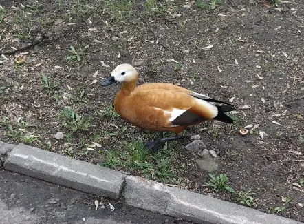 موبايل فيفو الجديد vivo v70