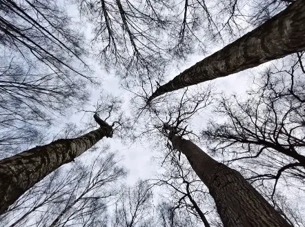 موبايل فيفو الجديد vivo v70